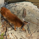 Deer Passing Below -8-6-15