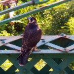 Cadence Under the Pedestrian Bridge -8-6-15