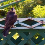 Cadence Under the Pedestrian Bridge -8-6-15