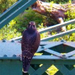 Cadence Under the Pedestrian Bridge -8-6-15