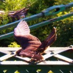 Cadence Under the Pedestrian Bridge -8-6-15