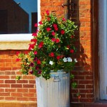 Flowers in a Garbage Can at Nick Tahou's -8-16-15