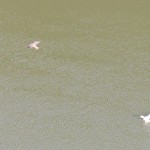img_0005-juvie-knocks-gull-to-water