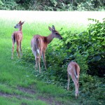 img_0005-mom-and-2-fawns
