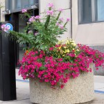 img_0011-pretty-planter