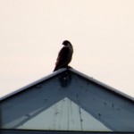 img_0012-medley-center-falcon