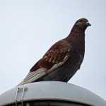 img_0013-pigeon-on-a-lamp-post