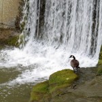 img_0014-canada-goose-by-rundell-library