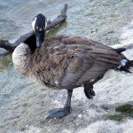 img_0019-canada-goose