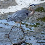 img_0021-gbh-walking