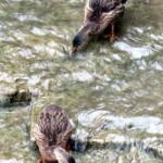 img_0023-baby-ducks-are-growing-up