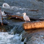 img_0023-gull-on-a-log-in-the-river-duh-lol