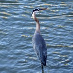 img_0026-gbh