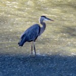 img_0027-gbh