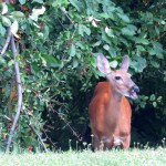 img_0028-eating-crabapples