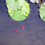 img_0043-fish-in-the-st-pond1