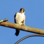 img_0045-look-at-that-little-falcon-power-fist