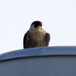 img_0053-medley-center-falcon