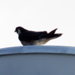 img_0056-canadian-falcon