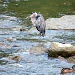 img_0063-gbh-in-river