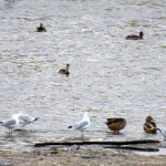 img_0069-ducks-and-gulls