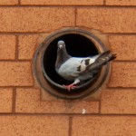 Pigeon Hole at Medley Ctr -9-13-15