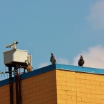 Pigeons at Medley Ctr -9-7-15