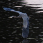 gbh-flying-over-river