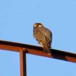img_0013-unbanded-tiercel-at-he