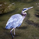 img_0019-gbh