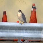 img_0022-he-falcon