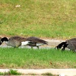 img_0042-canada-geese-theres-one-in-every-crowd