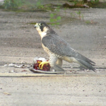 unbanded-adult-falcon-at-hawkeye
