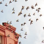 Pigeons in Panicked Flight -10-16-15