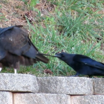 crow-pulls-at-tail-feather