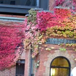 img_0003-fall-in-rochester