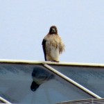 img_0023-hello-mr-red-tail-hawk