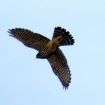 img_0040-merlin-on-the-wing