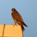 img_0041-squawking-at-something
