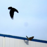 img_0044-crow-and-merlin