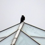 img_0044-unknown-falcon
