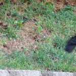 img_0049-crow-going-back-for-more