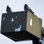 img_0061-pigeons-watching-bf-from-above-on-light-pole