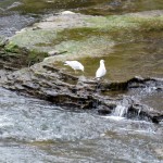 img_0022-gulls-on-the-river