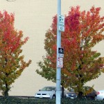 img_0025-trees-in-frontier-parking-lot