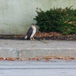 Coopers Hawk at Medley Ctr -12-6-15