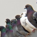 Pigeons on Alert -12-26-15