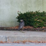 Coopers Hawk at Medley Ctr -12-6-15