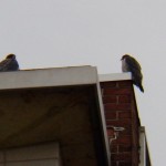 Two Falcons at BS -12-26-15