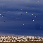 img_0028-snow-geese
